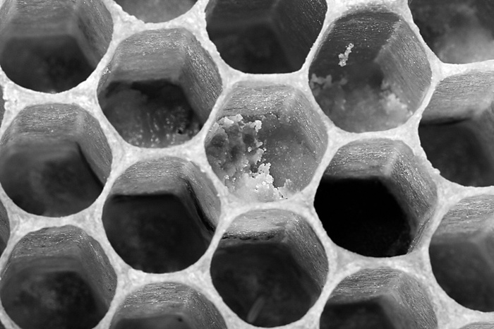 Honigraum